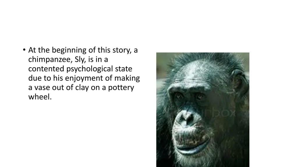 at the beginning of this story a chimpanzee