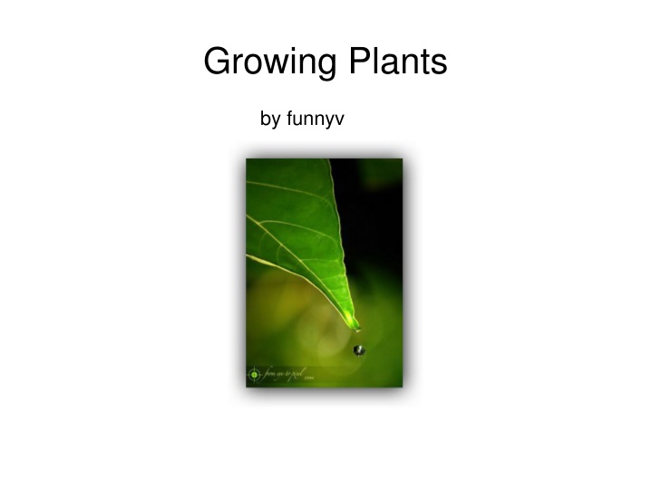 growing plants