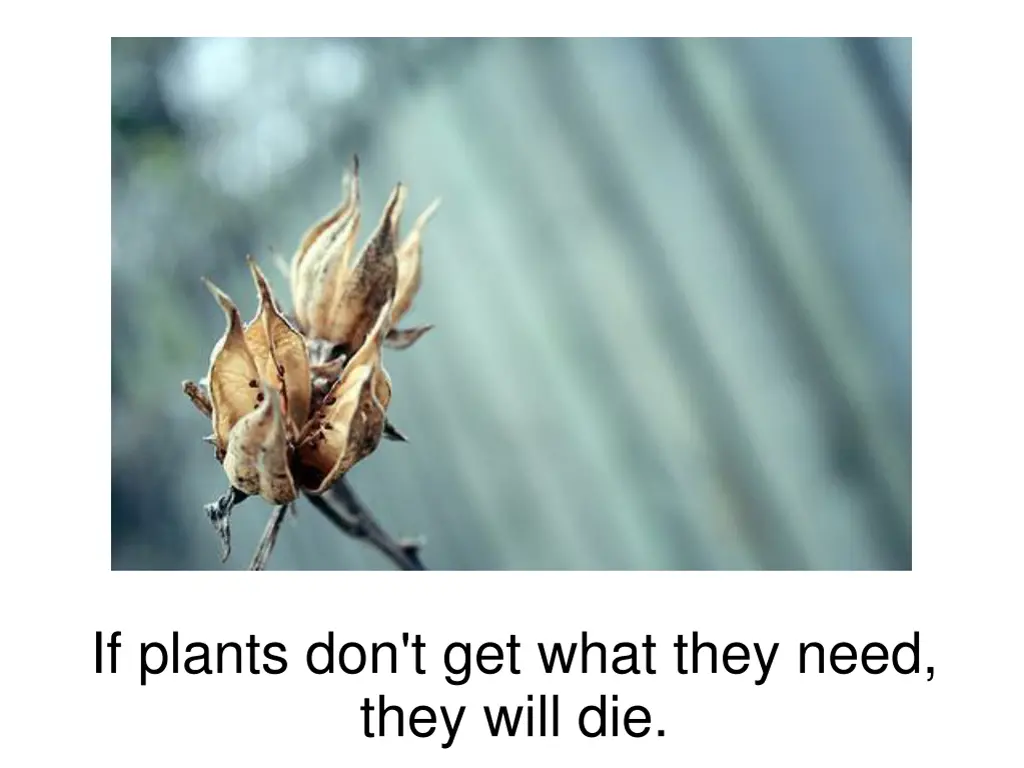 if plants don t get what they need they will die