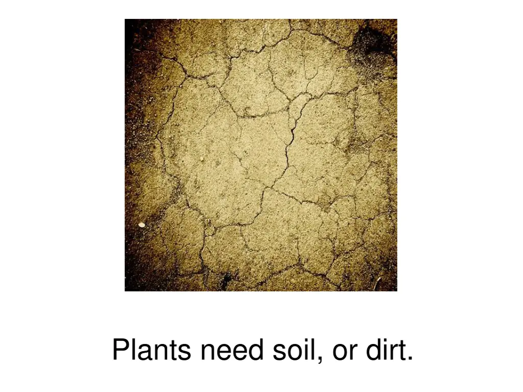 plants need soil or dirt