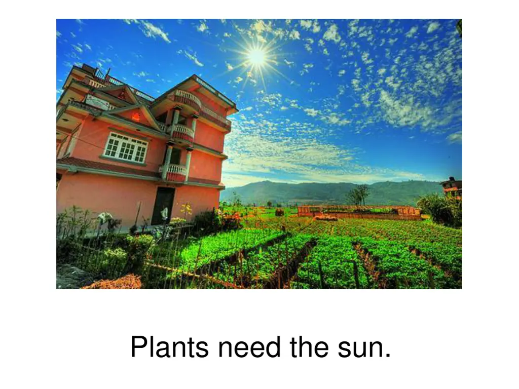 plants need the sun