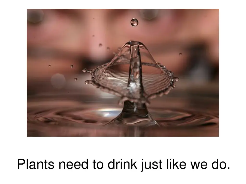 plants need to drink just like we do