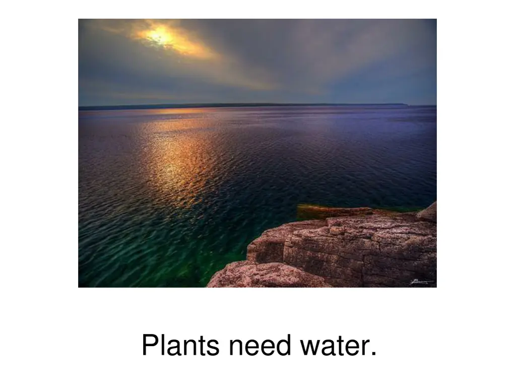 plants need water