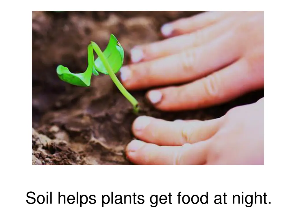 soil helps plants get food at night