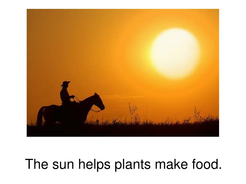 the sun helps plants make food