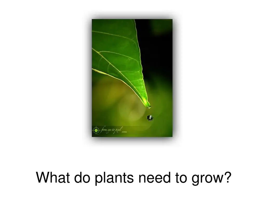 what do plants need to grow