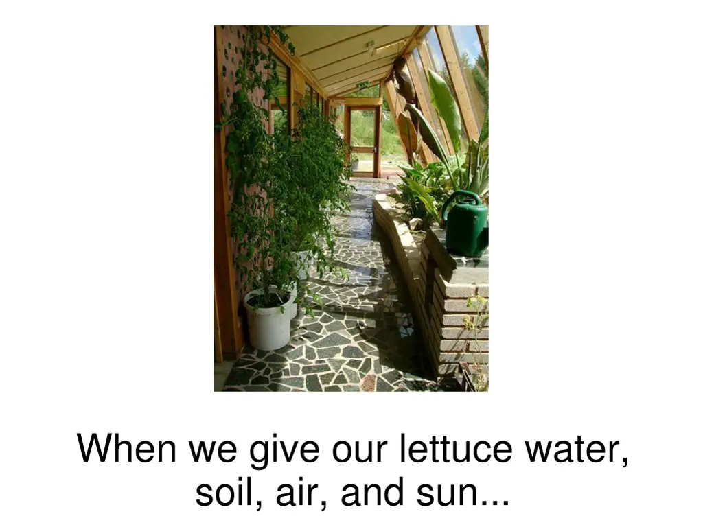 when we give our lettuce water soil air and sun