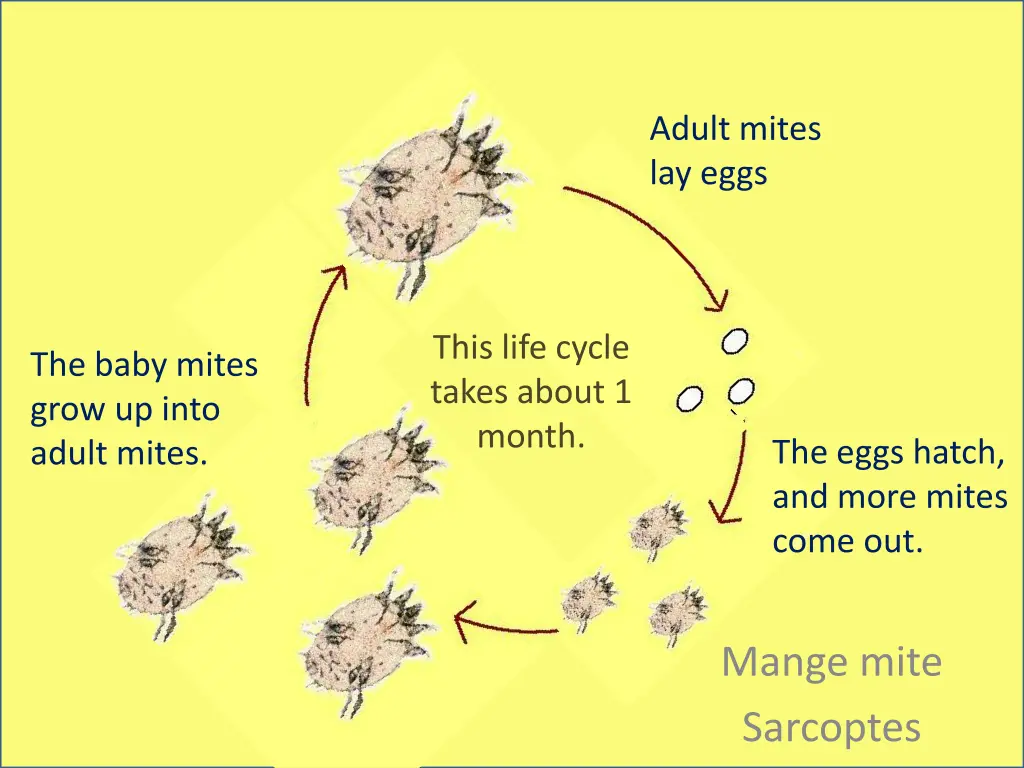 adult mites lay eggs