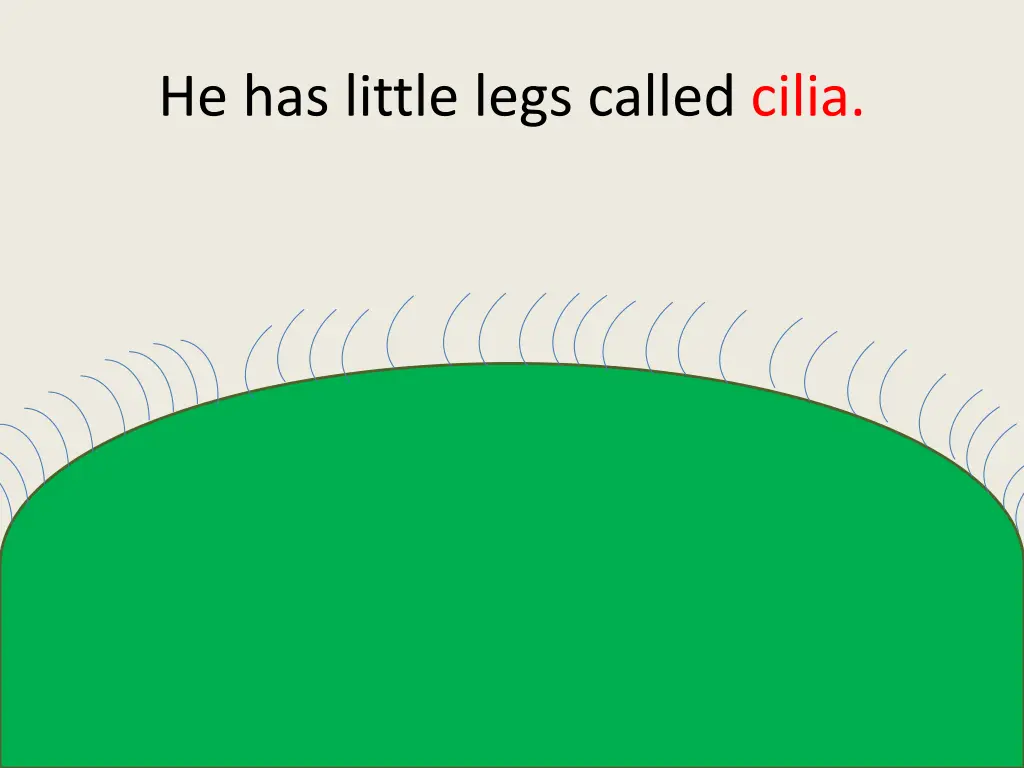 he has little legs called cilia