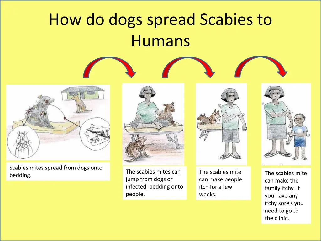 how do dogs spread scabies to humans