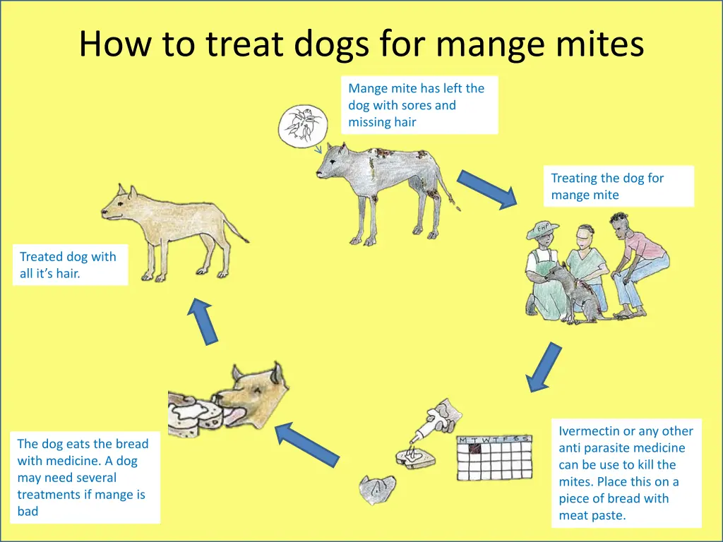 how to treat dogs for mange mites