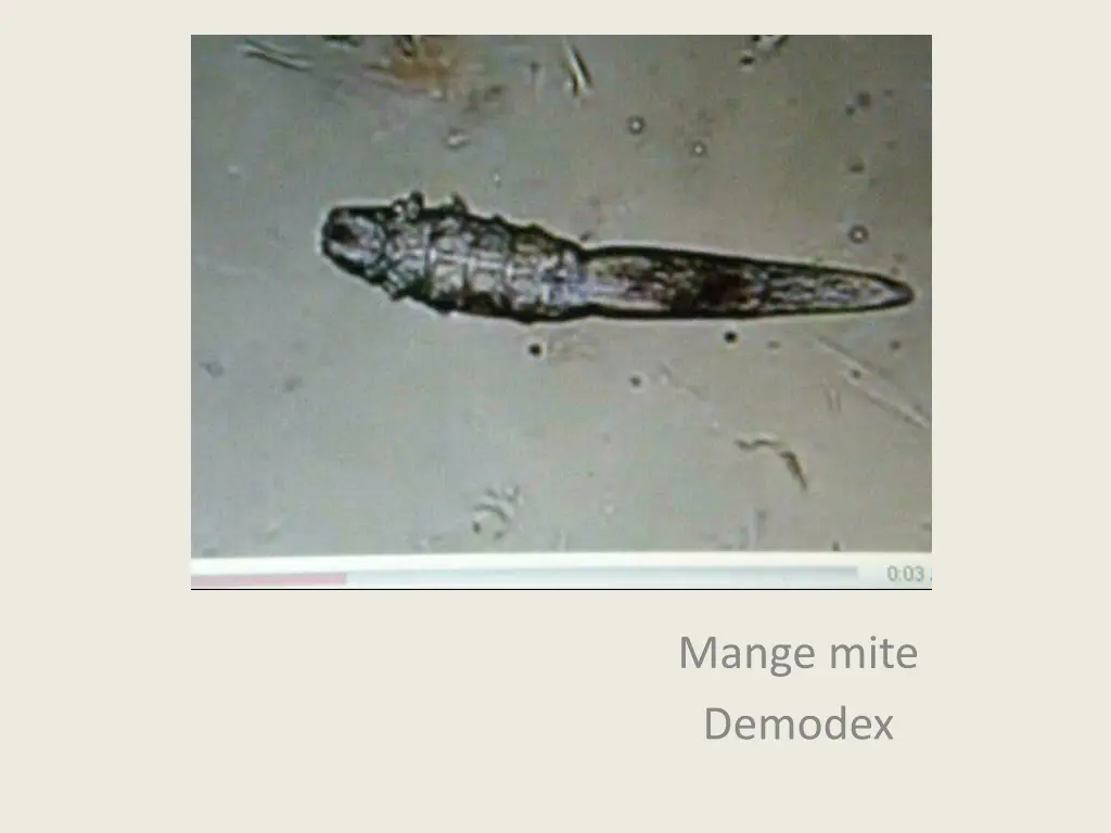 mange mite demodex 1