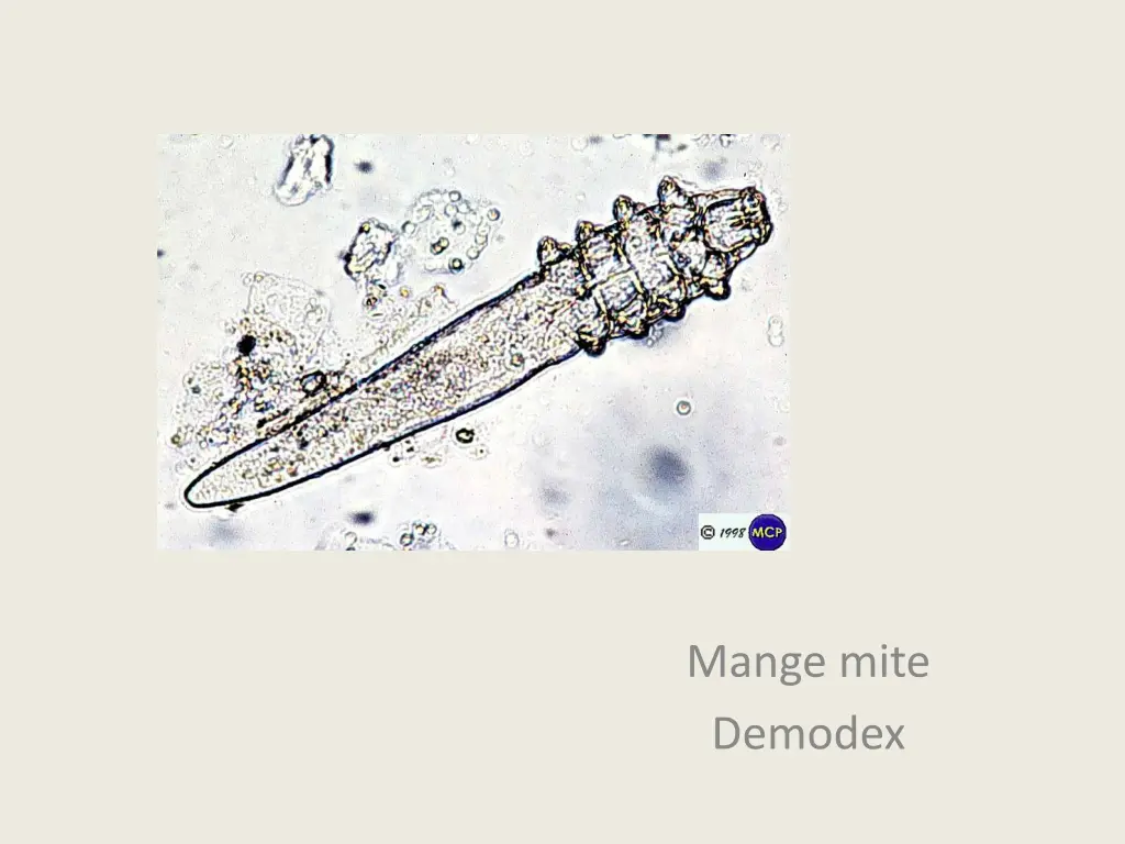 mange mite demodex