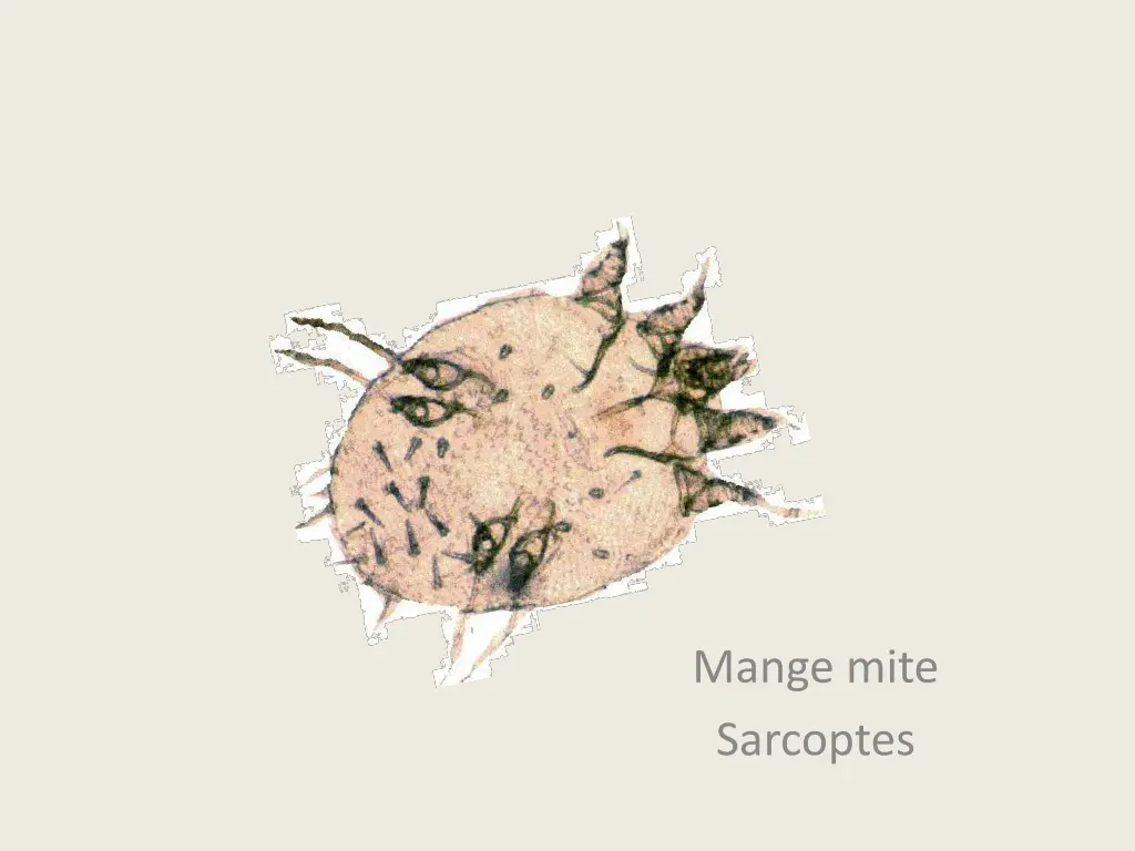 mange mite sarcoptes