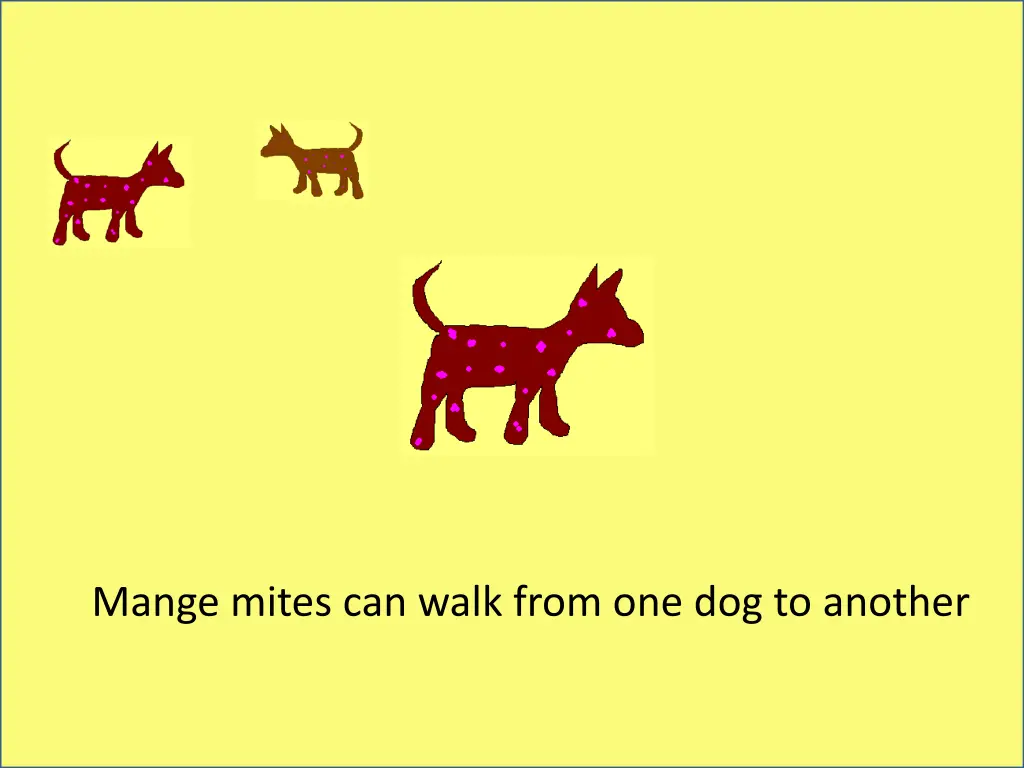 mange mites can walk from one dog to another