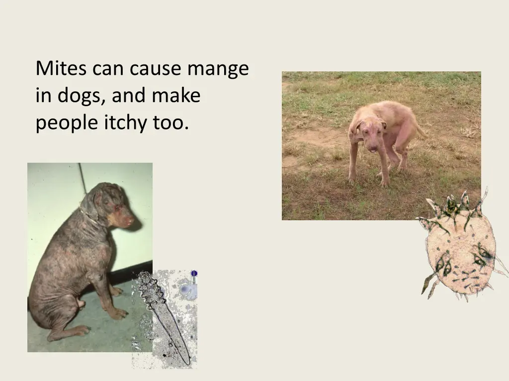 mites can cause mange in dogs and make people