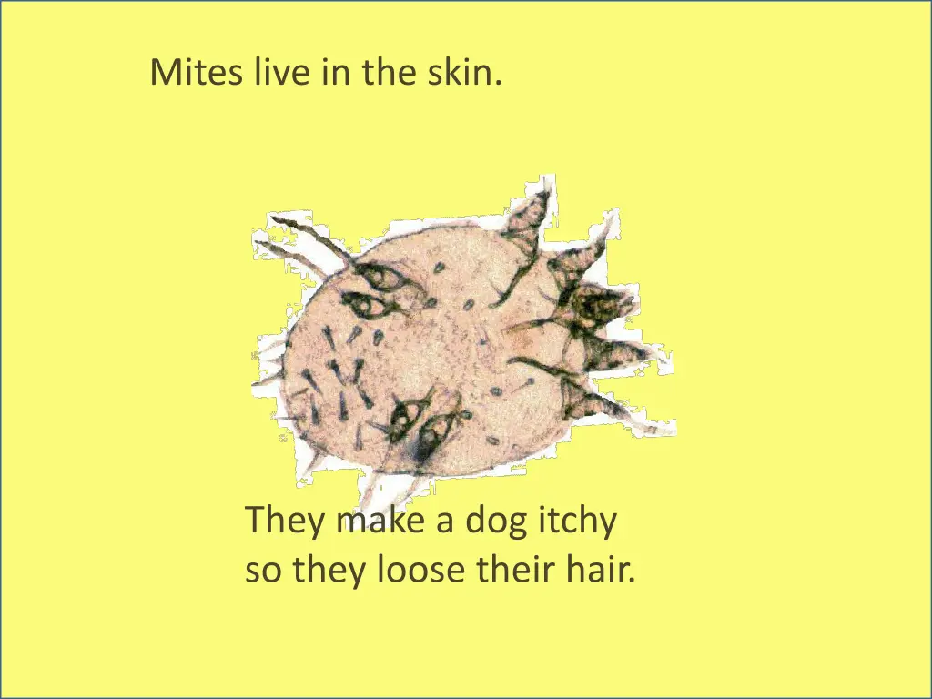 mites live in the skin