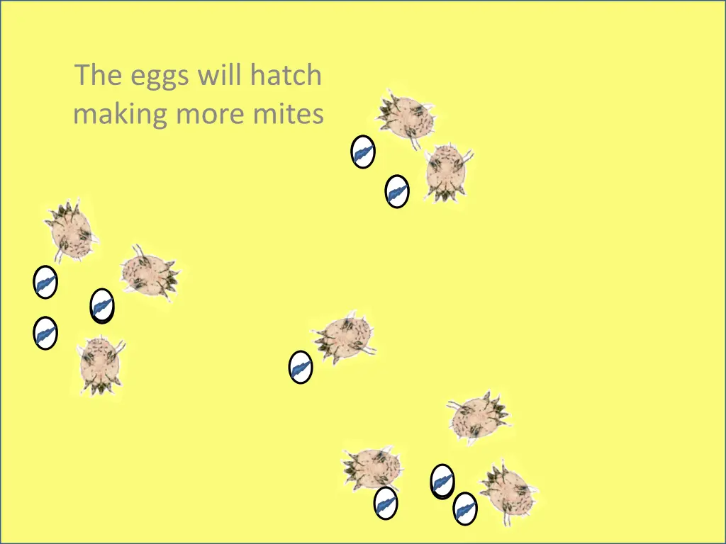 the eggs will hatch making more mites