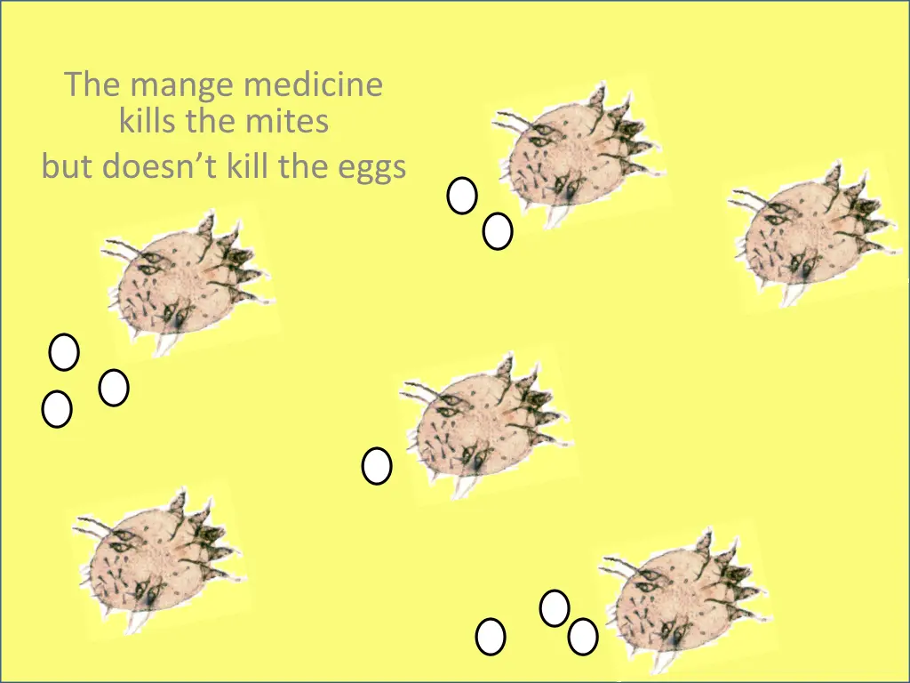 the mange medicine kills the mites but doesn