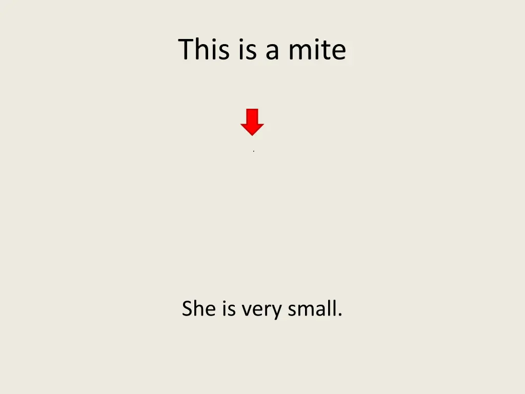 this is a mite