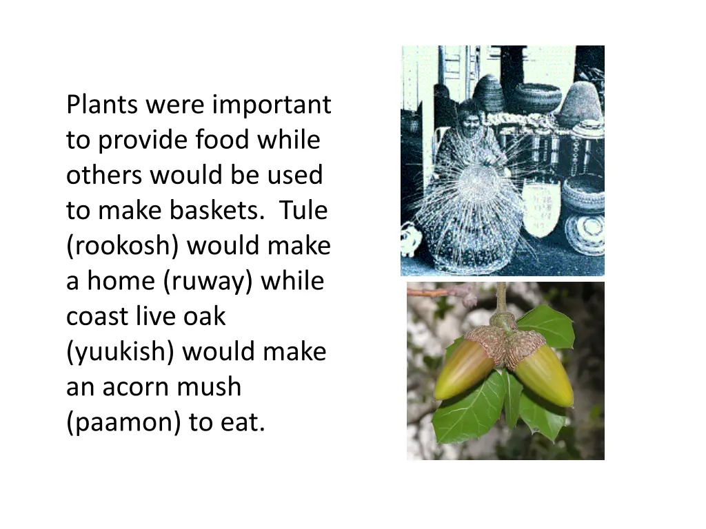 plants were important to provide food while