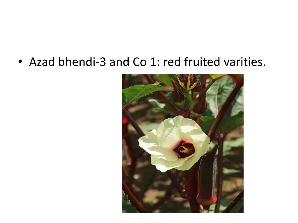 azad bhendi 3 and co 1 red fruited varities