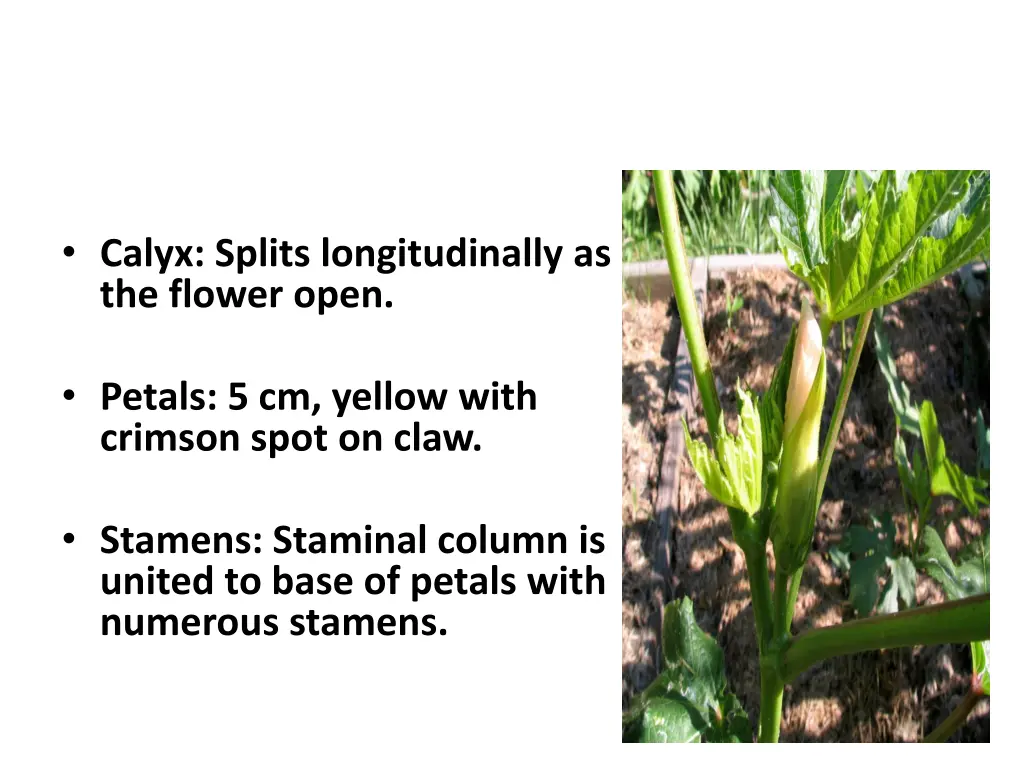 calyx splits longitudinally as the flower open