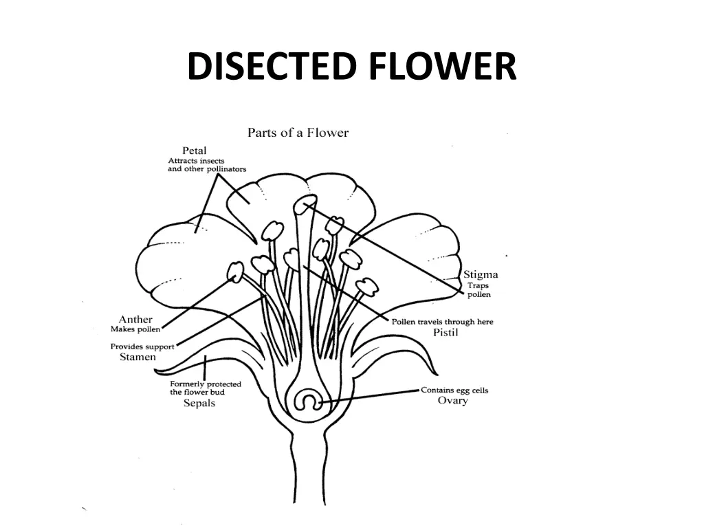 disected flower