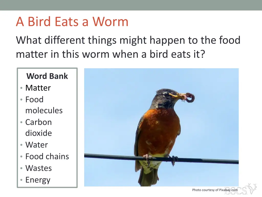 a bird eats a worm