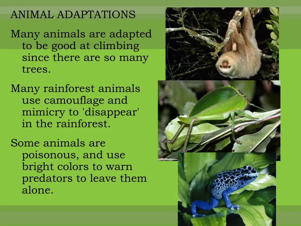 animal adaptations