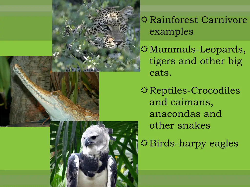 rainforest carnivore examples