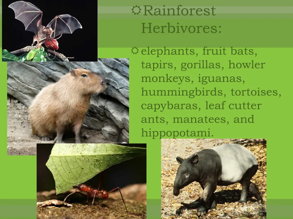 rainforest herbivores