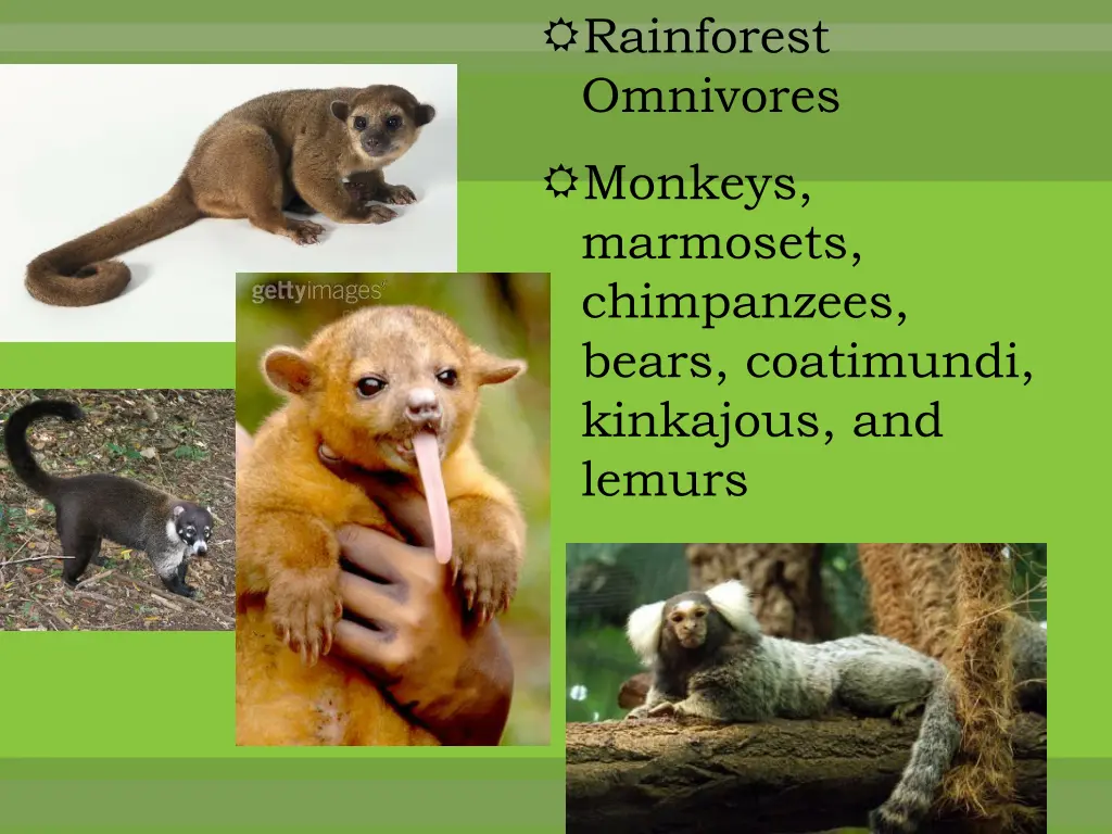 rainforest omnivores