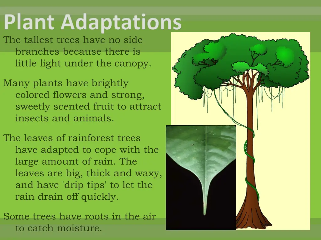 the tallest trees have no side branches because