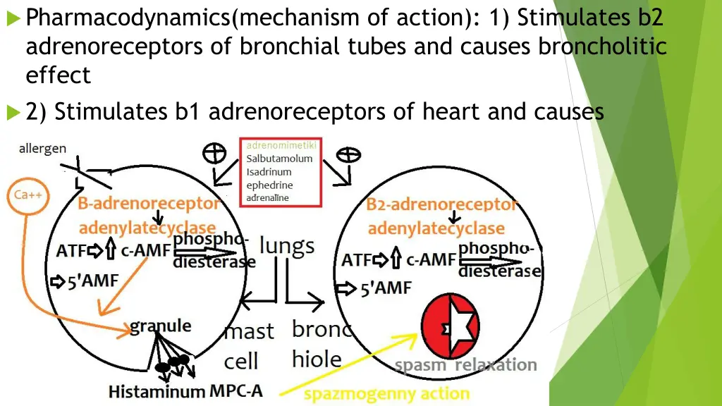 pharmacodynamics mechanism of action 1 stimulates 1