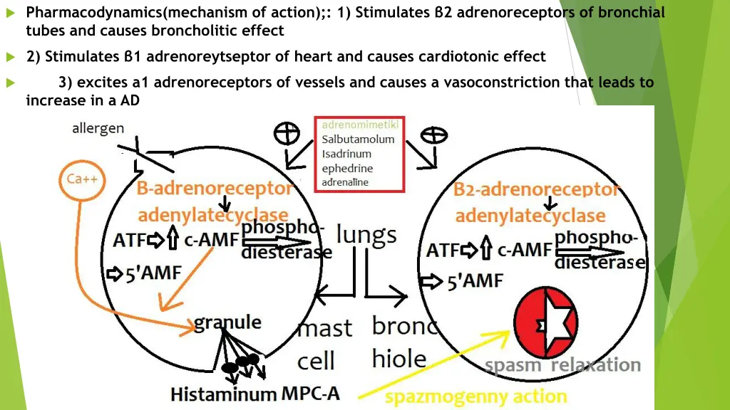 pharmacodynamics mechanism of action 1 stimulates