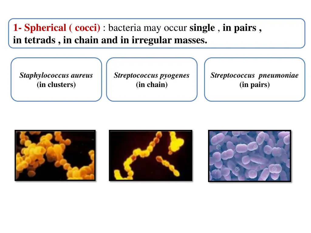 1 spherical cocci bacteria may occur single