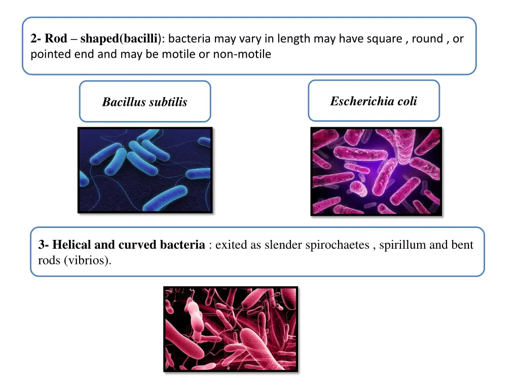 2 rod shaped bacilli bacteria may vary in length