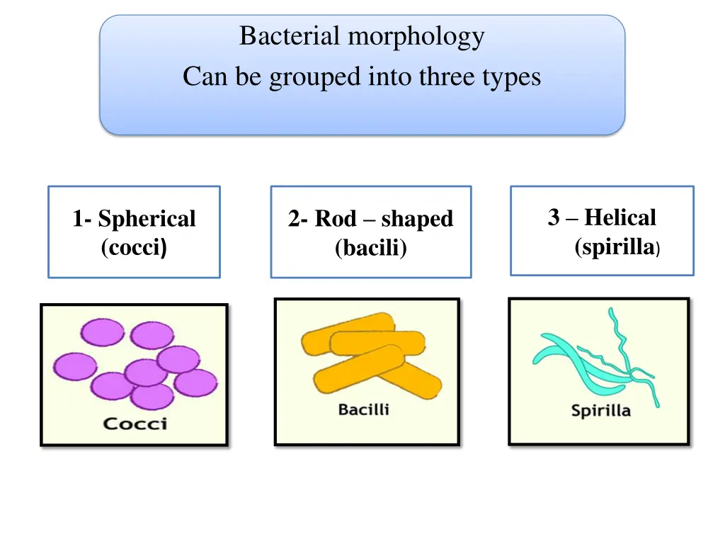 bacterial morphology can be grouped into three