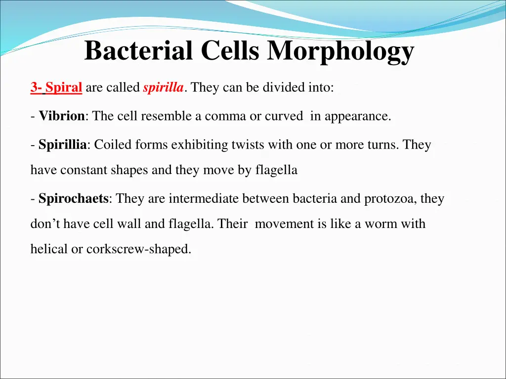 bacterial cells morphology 2