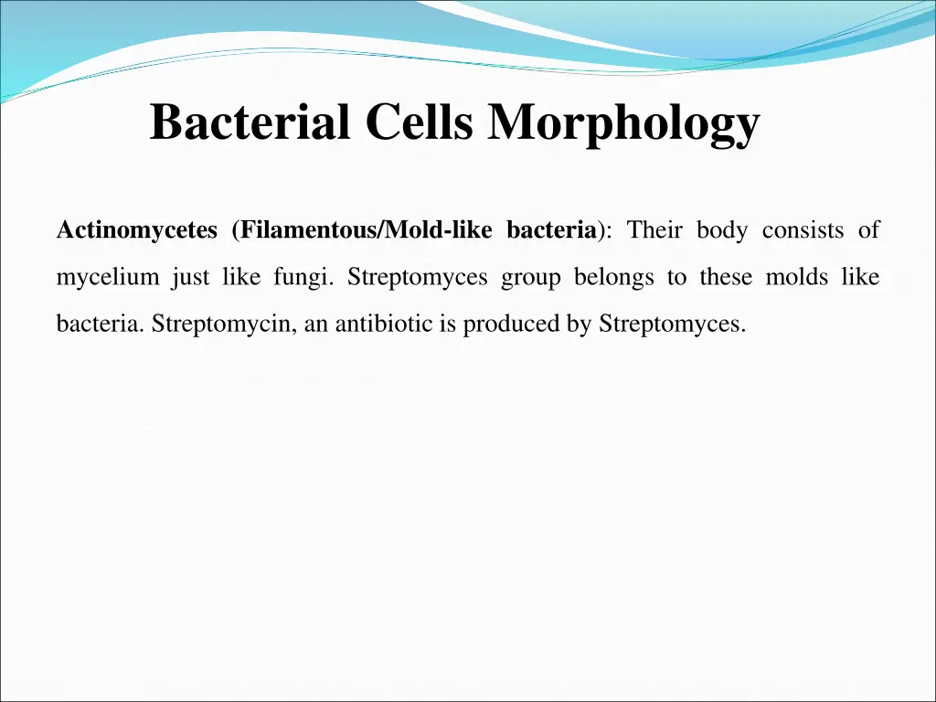 bacterial cells morphology 3