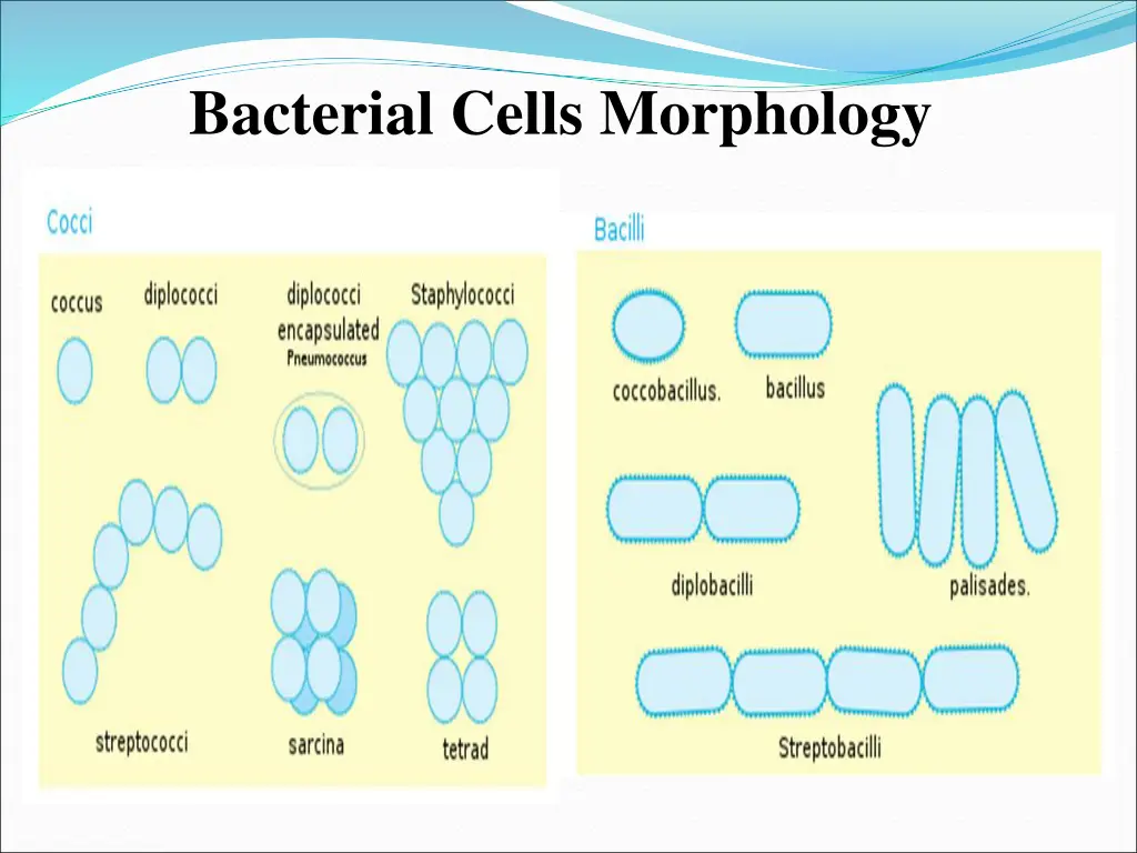 bacterial cells morphology 4