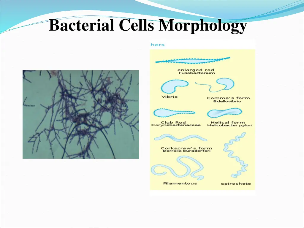 bacterial cells morphology 5