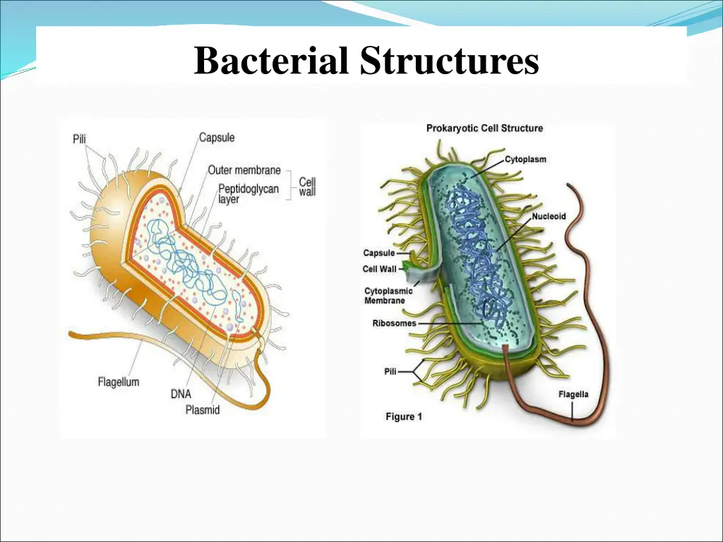 bacterial structures