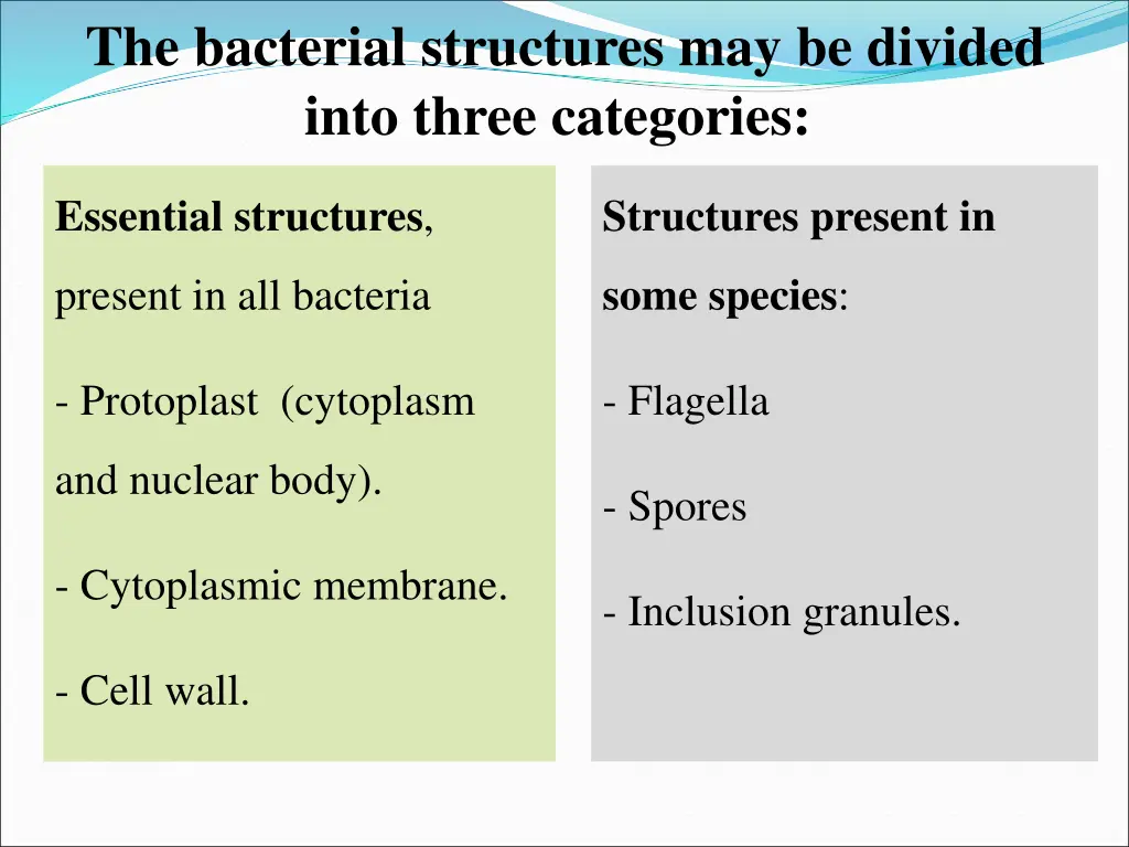 the bacterial structures may be divided into 1