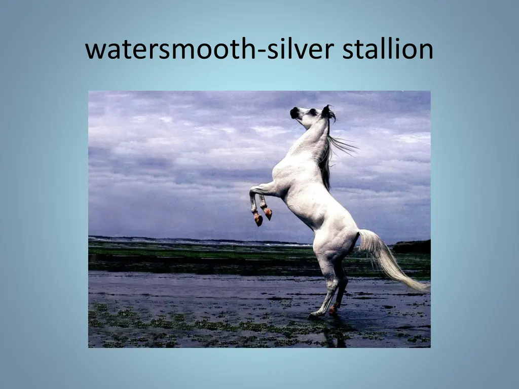 watersmooth silver stallion