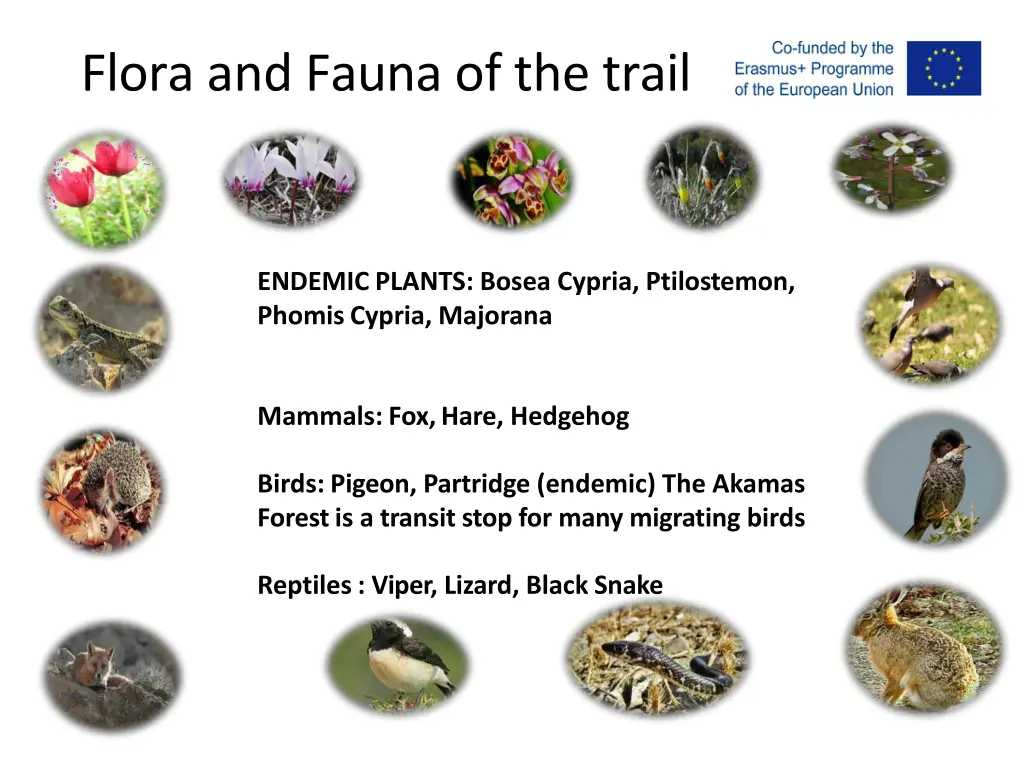 flora and fauna of the trail