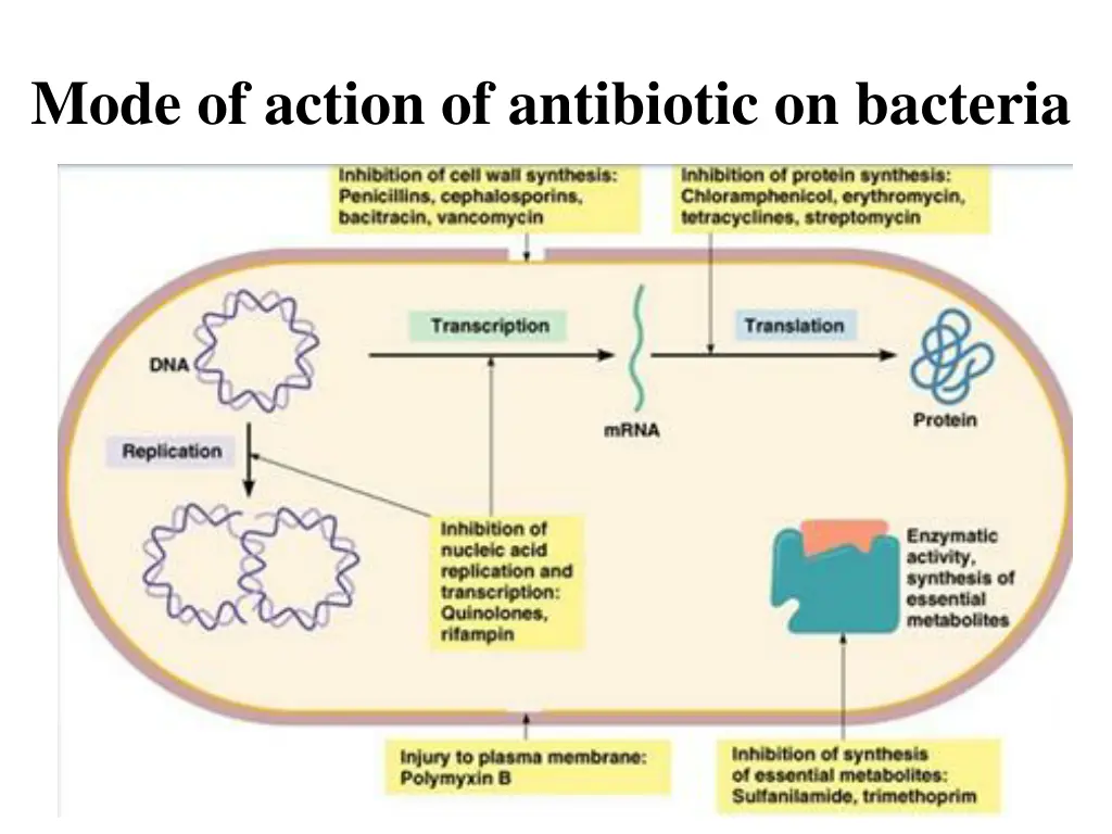 mode of action of antibiotic on bacteria