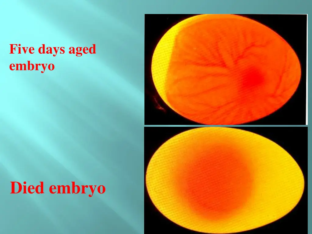 five days aged embryo