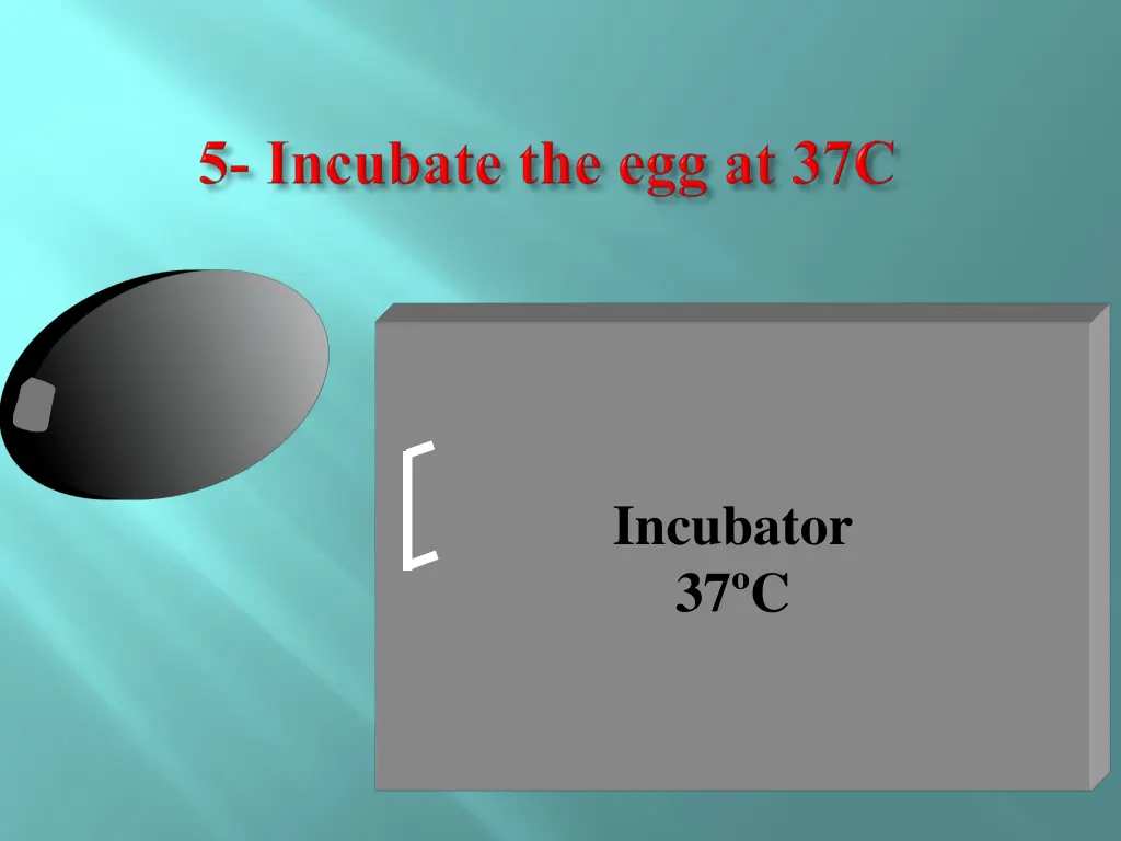 incubator 37 c